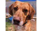 Adopt Bruno a Mixed Breed (Medium) / Mixed dog in Angola, IN (37680912)