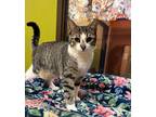 Adopt Franny a Brown Tabby Domestic Shorthair / Mixed (short coat) cat in