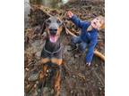 Adopt Bingo a Gray/Blue/Silver/Salt & Pepper Doberman Pinscher / Mixed dog in