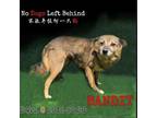 Adopt Bandit 0422 a Brown/Chocolate Beagle / Border Collie / Mixed dog in