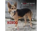 Adopt Bingo 3848 a Tan/Yellow/Fawn German Shepherd Dog / Mixed Breed (Medium) /