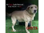 Adopt Greta3748/7129 a Red/Golden/Orange/Chestnut Labrador Retriever / Mixed dog
