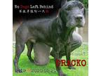 Adopt Dracko 8419 a Black Labrador Retriever / Mixed dog in Brooklyn