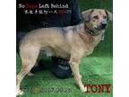 Adopt Tony 7773 a Black Labrador Retriever / Mixed Breed (Medium) / Mixed dog in