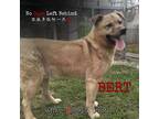 Adopt Bert 3837 a Tan/Yellow/Fawn Labrador Retriever / Mixed Breed (Medium) /