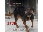 Adopt Spud 4055 a Tan/Yellow/Fawn German Shepherd Dog / Mixed Breed (Large) /