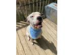Adopt Tommy a White Dogo Argentino / Mixed dog in Atlanta, GA (35310044)