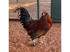 Adopt Jasper a Chicken bird in Kanab, UT (32821877)