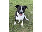 Adopt Panda a Black - with White Terrier (Unknown Type, Medium) / Mixed dog in