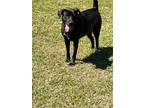 Adopt Jingles a Black Labrador Retriever / Mixed dog in Eastman, GA (34335253)
