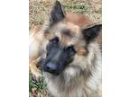 Adopt Niro a Brown/Chocolate - with Black German Shepherd Dog / Belgian Malinois