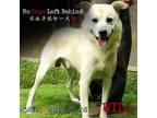 Adopt Will 3872 a Tan/Yellow/Fawn Labrador Retriever / Mixed Breed (Medium) /