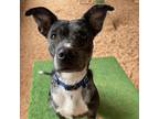 Adopt Lennon a Gray/Silver/Salt & Pepper - with Black Catahoula Leopard Dog /