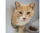 Adopt Bakari a Tan or Fawn Tabby Domestic Shorthair / Mixed cat in Kanab
