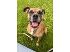 Adopt Tootsie a Tan/Yellow/Fawn Boxer / Mixed dog in Blackwood, NJ (35994776)