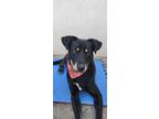 Adopt Callejon a Black Labrador Retriever / Shepherd (Unknown Type) dog in