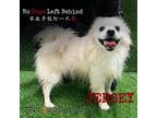 Adopt Jersey7744 2061 a White - with Tan, Yellow or Fawn Pomeranian / Mixed dog