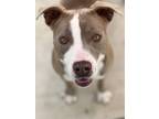 Adopt Alma a American Staffordshire Terrier / Mixed dog in Tulare, CA (37749220)