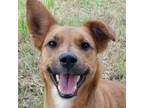 Adopt Auggie a Retriever (Unknown Type) / Welsh Corgi / Mixed dog in Helotes