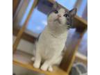 Adopt Betty Boop a Gray or Blue Domestic Shorthair / Mixed cat in Milford