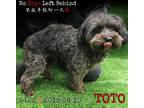 Adopt TOTO8426 a Black Poodle (Miniature) / Mixed dog in Brooklyn, NY (31452065)
