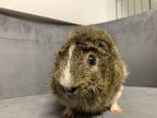 Adopt Jerry a Guinea Pig small animal in Oakland, NJ (37792382)