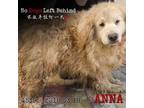 Adopt Anna 4539 5509 a Tan/Yellow/Fawn Golden Retriever / Mixed dog in Brooklyn