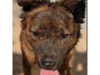 Adopt Bart a Brindle Australian Shepherd / Cattle Dog / Mixed dog in Casa