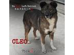 Adopt Cleo 2163/7524 a Brindle Australian Shepherd / Mixed Breed (Medium) /