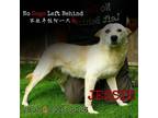 Adopt Jessie 2802 a Tan/Yellow/Fawn Labrador Retriever / Mixed Breed (Large) /
