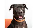 Adopt Boba a Black American Staffordshire Terrier / Mixed dog in Kanab