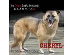 Adopt Cheryl 2135 a Tan/Yellow/Fawn Border Collie / Mixed Breed (Medium) / Mixed