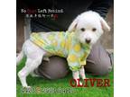 Adopt OLIVER 4423 a White - with Tan, Yellow or Fawn Poodle (Miniature) / Mixed