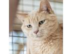 Adopt Leonard a Tan or Fawn Tabby Domestic Shorthair / Mixed cat in Kanab