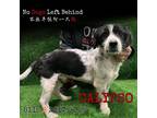 Adopt Calypso 8115 a Black Border Collie / Mixed Breed (Medium) / Mixed dog in