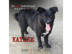 Adopt Kaylee 3940 a Black Border Collie / Mixed Breed (Medium) / Mixed dog in