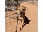 Adopt Destiny a Tan/Yellow/Fawn Labrador Retriever / Shar Pei / Mixed dog in