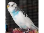 Adopt Compass a Parakeet - Other bird in Kanab, UT (36206832)