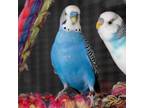 Adopt Globe a Parakeet - Other bird in Kanab, UT (36206833)