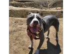 Adopt Clark a Gray/Silver/Salt & Pepper - with White American Pit Bull Terrier /