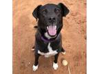 Adopt Francesca a Black Labrador Retriever / Collie / Mixed dog in Kanab