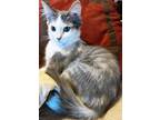 Adopt Little Bit a White (Mostly) Domestic Shorthair (short coat) cat in