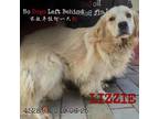 Adopt Lizzie 4528 a Tan/Yellow/Fawn Golden Retriever / Mixed dog in Brooklyn