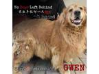 Adopt Gwen 8872 0358 a Tan/Yellow/Fawn Golden Retriever / Mixed dog in Brooklyn