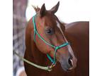 Adopt Woodrow a Quarterhorse / Mixed horse in Kanab, UT (35560758)