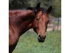 Adopt Lucky a Quarterhorse / Mixed horse in Kanab, UT (35560762)
