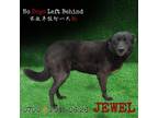 Adopt Jewel 0700 a Black Labrador Retriever / Mixed Breed (Large) / Mixed dog in