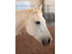 Adopt Sheriff a Grade / Mixed horse in Kanab, UT (32740690)
