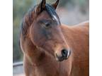 Adopt Zina a Grade / Mixed horse in Kanab, UT (32740691)
