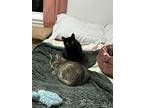 Adopt Vern a All Black Domestic Shorthair (short coat) cat in Byron Center